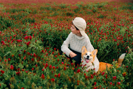 Teen boy sitting in a blooming red clover field with a corgi dogの写真素材