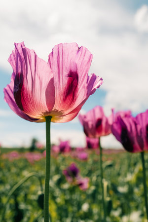 purple poppy on the field close to the camera on a sunny dayの写真素材