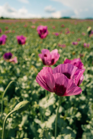 Purple poppies on a sunny day on a fieldの写真素材