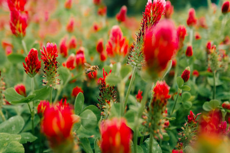 Close up of red clover flowers on a field on a sunny day, beeの写真素材