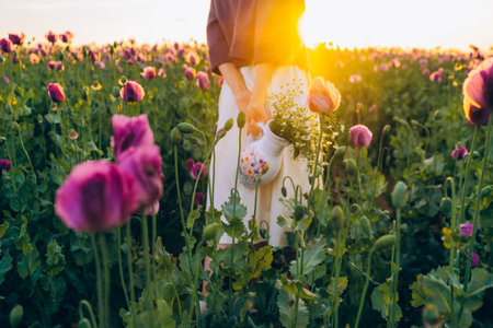 Hands of a young woman and a field of lilac poppy flowersの写真素材