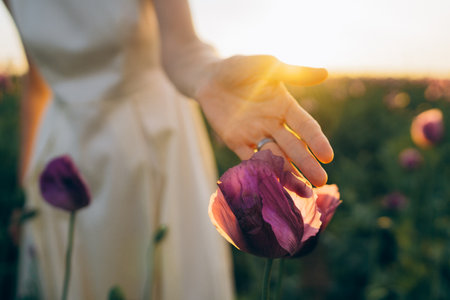 Close-up hand of a young woman touching a lilac poppyの写真素材