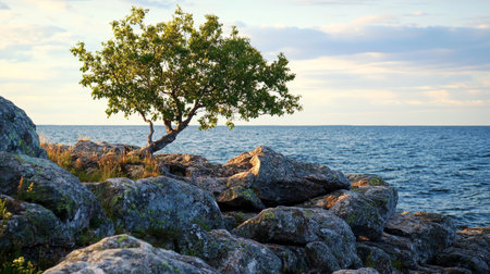 Majestic northern landscape a resilient tree thrives amongst rugged rocks and serene seaの素材