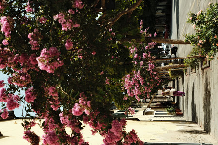 Colorful bougainvillea blooms along a sunny street in a vibrant neighborhood with a leisurely...
