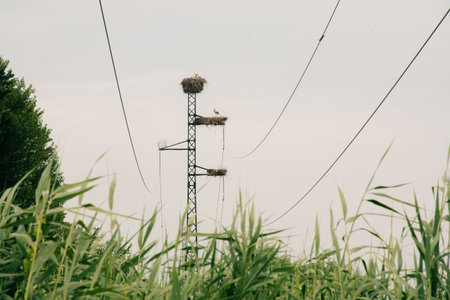 Storks nesting on electric pole among lush green fields during a cloudy day in rural settingの写真素材