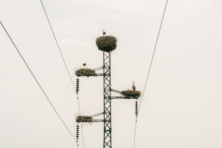 Birds nesting on power poles in a rural landscape at duskの写真素材
