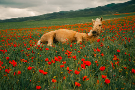 Golden horse resting in a vibrant field of red flowers under a cloudy sky in springの写真素材