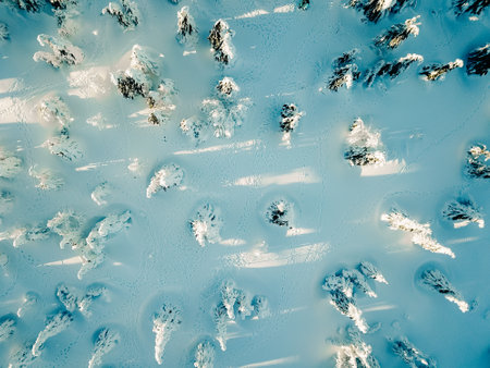 Aerial view of snow covered pine trees in winter forest. Drone photography.の写真素材