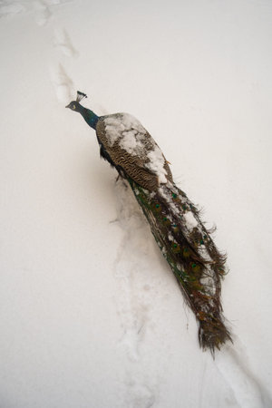 A peacock walks through fresh snow. Its colorful feathers contrast with the white ground. The scene captures the beauty of nature in winter.の写真素材