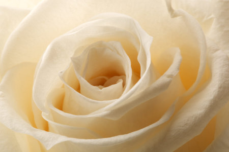 beautiful close up rose の写真素材