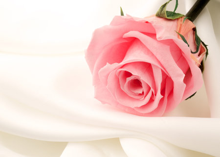 beautiful close up rose の写真素材