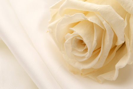 beautiful close up rose の写真素材