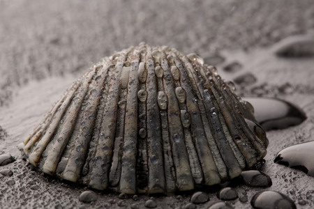 Sea shell with dew on blackの写真素材