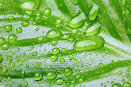 green leaf with drops of water 