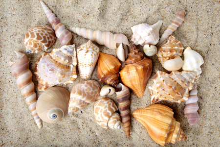 Sea shells on sand. Summer beach background. 