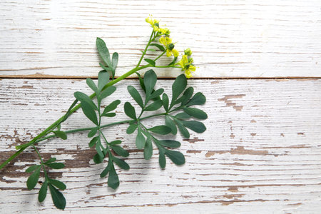 Rue herb plant. Lithuanian traditional plant, a symbol of virginity
