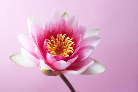 water lily, lotus on pink backgroundの写真素材