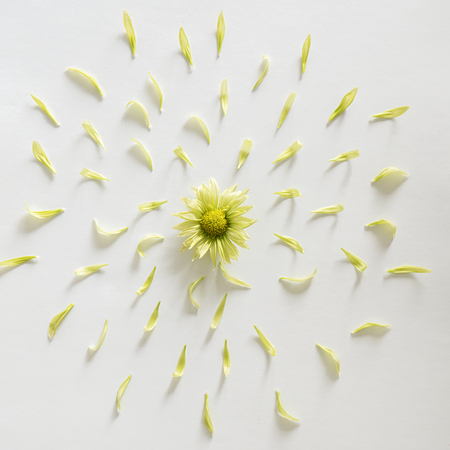bright pattern made of flower and petals. Flat lay, top viewの写真素材