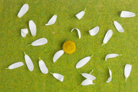love or does not love me, plucked daisy with petals on green grass backgroundの写真素材