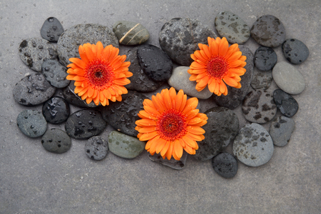 Orange gerbera with therapy stones on gray backgroundの写真素材
