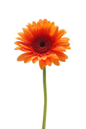 Orange gerbera flower isolated on a white backgroundの写真素材
