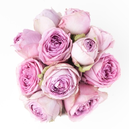 Pink roses on white background. Overhead viewの写真素材