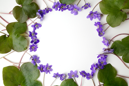 blue viola flowers frame on white background. Flat lay, top viewの写真素材