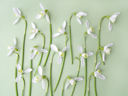 White snowdrop flowers on a green background. Flat lay. Top viewの写真素材