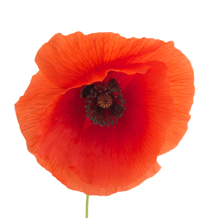 bright red poppy flower isolated on whiteの写真素材