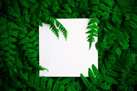 Green polypody fern. Midsummer day background with free spaceの写真素材