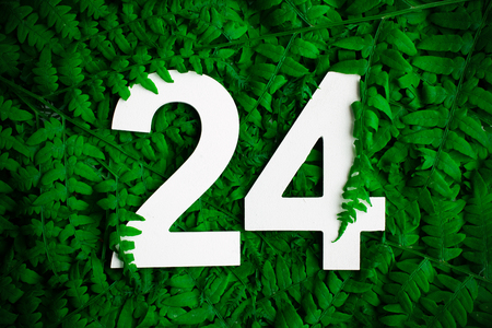 Beautyful ferns leaves green foliage natural background. Midsummer background with twenty four numbersの写真素材