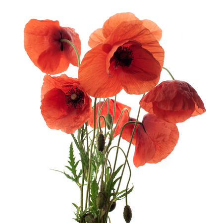 Red poppy flowers in a row on white.の写真素材