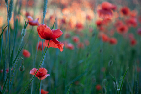 Field of red poppies in bright evening lightの写真素材