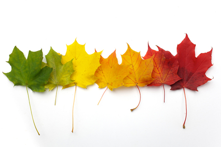 A number of colorful autumn leaves on white backgroundの写真素材
