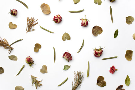 dry flowers, branches, leaves and petals pattern on white background. flat lay, overhead view
