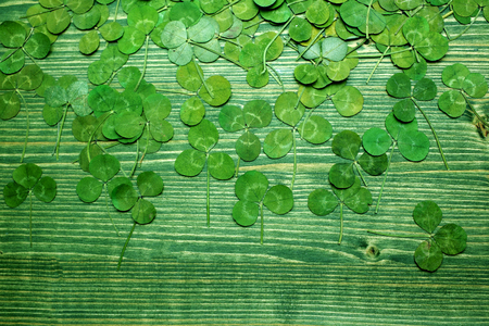 Green real clover leaf on wooden background. top viewの写真素材