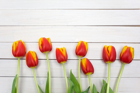 bunch of red tulips on white wooden table. Banner with copy spaceの写真素材