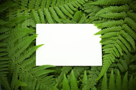 Green polypody fern. Midsummer day background with free spaceの写真素材