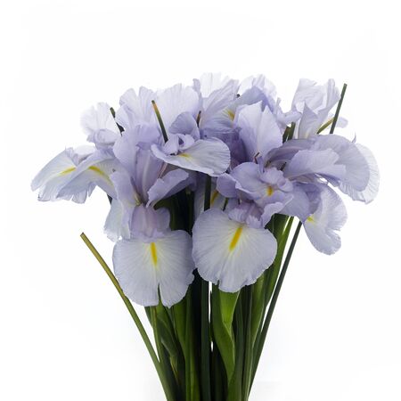 Light Blue Colored Iris Flower Isolated on White Background.の写真素材