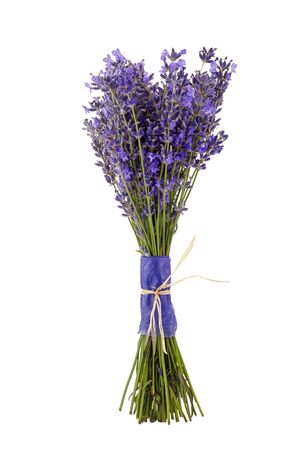 Lavender flowers bunch tied isolated on white backgroundの写真素材