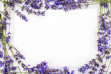 Flowers composition. Frame made of fresh lavender flowers on white background. Flat lay, top view, copy space, squareの写真素材