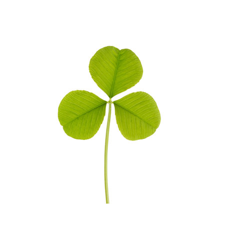 Green clover leaf isolated on white background.