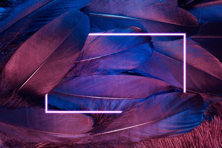 Neon glowing feathers of a bird background with glowing frame.の写真素材