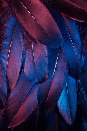 Neon glowing feathers of a bird background.の写真素材