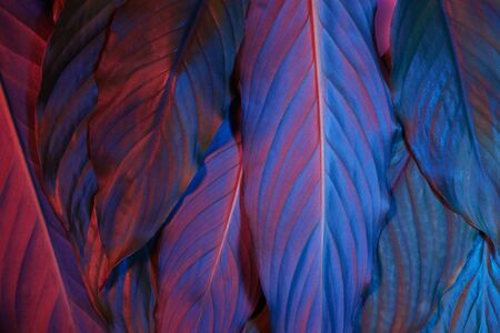 Blue and red neon glowing leaves on dark background. Jungle nature. Blue glow. Magic forest background.の写真素材