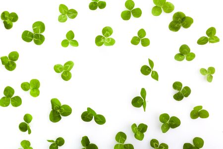 Green leaf clover on white. Saint patrick day. Celtic celebration. Party invitation poster.の写真素材