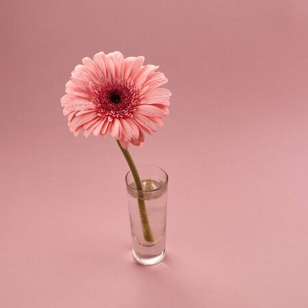 Beautiful gerbera coral pink background, great design for any purposes. Floral background.の写真素材