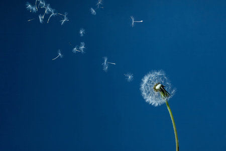 Dandelion with seeds blowing away in the wind in blue sky.の写真素材