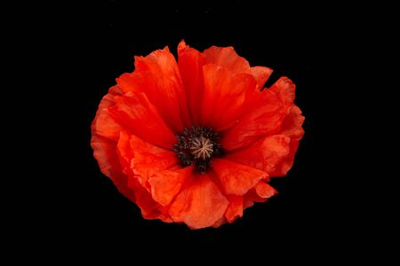 Poppy isolated on black background. Wild spring wildflower.の写真素材