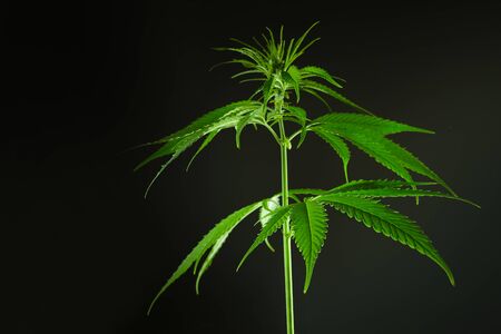 Green cannabis hemp on dark background for medical design. Medical marijuana cbdの写真素材